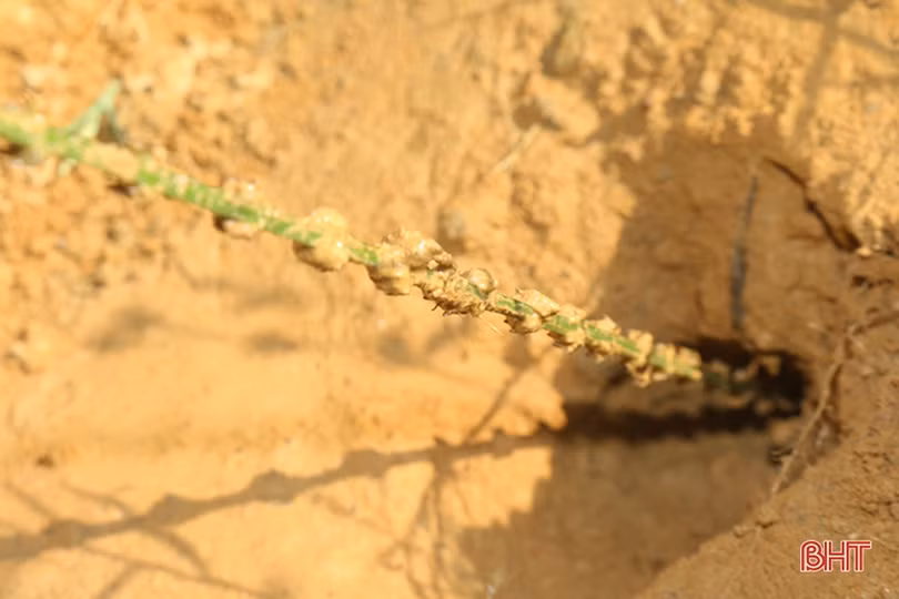 Mùa câu dế cơm ở miền núi Hà Tĩnh