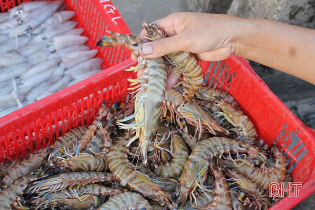 Cẩm Xuyên khai thác, nuôi trồng đạt 8.000 tấn thủy sản