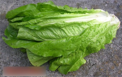 Chuyện khó tin về loại rau “ngự phẩm” khiến vua Ai Cập mê mẩn trồng đầy rẫy tại… Việt Nam ảnh 1