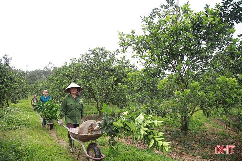 Hội viên Nông dân xã Đồng Lộc hỗ trợ nhau trong phát triển sản xuất. cam-htx.jpg