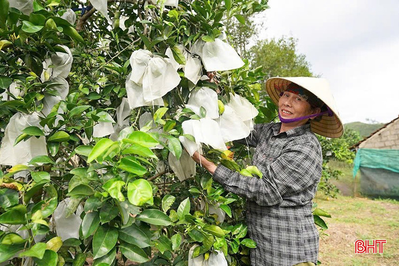 Bà Trần Thị Bình (thôn Anh Hùng, xã Đồng Lộc) chăm sóc hơn 1.000 gốc cam giòn chuẩn bị cho vụ Tết. bqbht_br_z7057733147996-d46747ba85ce5932419b3888bbff470b.jpg