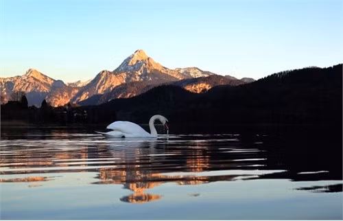 Con thiên nga bơi trên hồ Weissensee, gần dãy Alps, Fuessen, Đức vào buổi chiều tà