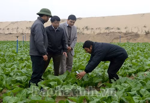 Dự án “Sản xuất rau - củ - quả công nghệ cao trên đất cát hoang hóa Thạch Văn” thành công nhờ liên kết “4 nhà” Dự án “Sản xuất rau - củ - quả công nghệ cao trên đất cát hoang hóa Thạch Văn” thành công nhờ liên kết “4 nhà”