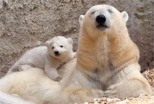 Chú gấu Bắc cực 14 tuần tuổi dựa vào mẹ vào một ngày xuân ấm áp tại vườn thú Hellabrunn, Munich, Đức
