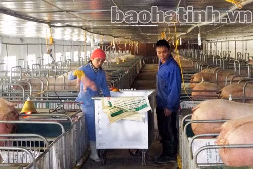 Từ các chính sách hỗ trợ phát triển của tỉnh, anh Nguyễn Văn Xoan (Ân Phú - Vũ Quang) đầu tư xây dựng trang trại nuôi lợn quy mô hơn 2.000 con. Từ các chính sách hỗ trợ phát triển của tỉnh, anh Nguyễn Văn Xoan (Ân Phú - Vũ Quang) đầu tư xây dựng trang trại nuôi lợn quy mô hơn 2.000 con.