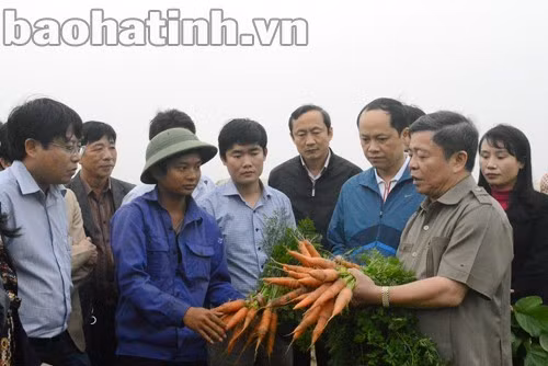 Mô hình sản xuất rau, củ quả trên đất hoang hóa tại xã Thạch Văn (Thạch Hà) cần tiếp tục được nhân rộng