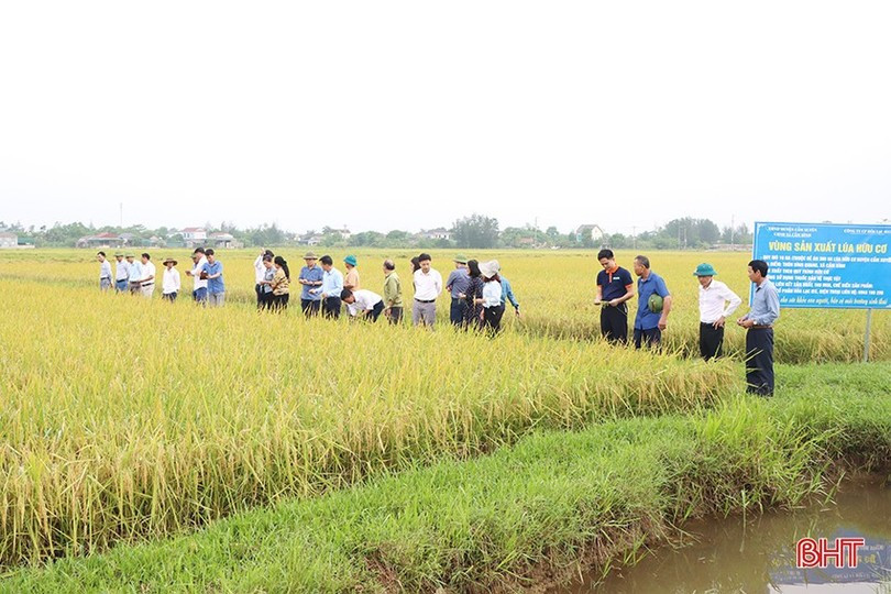 พื้นที่ผลิตข้าวอินทรีย์ในหมู่บ้านบิ่ญกวาง ตำบลกามบิ่ญ เคยเป็นต้นแบบที่ท้องถิ่นหลายแห่งเข้ามาเรียนรู้และนำมาปฏิบัติ 1-3341.jpg