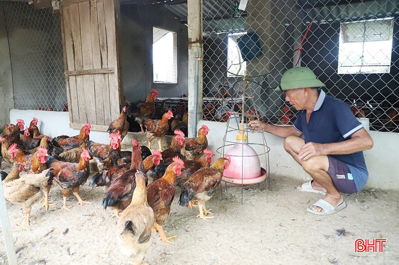 Ông Phan Danh Chỉ ở thôn Phú Hòa tích cực tái đàn để phục vụ thị trường. bqbht_br_4.jpg