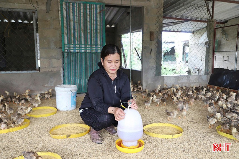 Bà Trần Thị Quy thôn Bắc Hòa vừa nhập về 4.000 con gà giống để "đon" vụ tiêu dùng Tết. bqbht_br_6.jpg