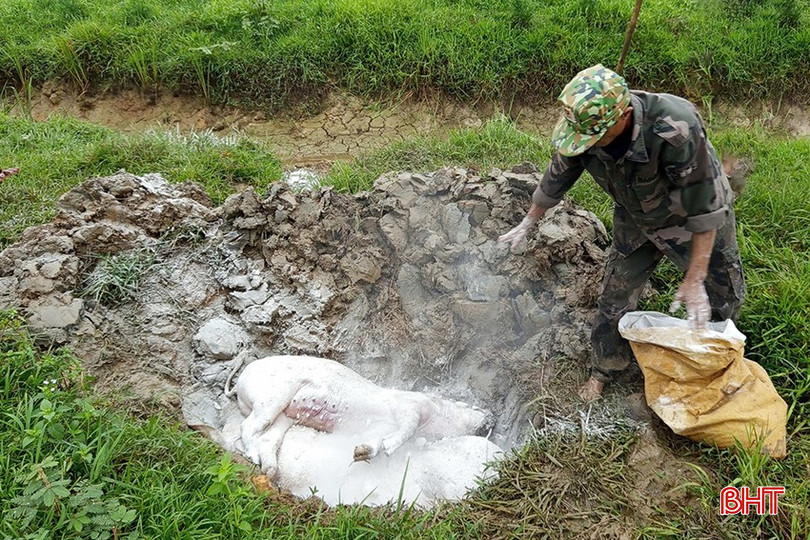 Người dân xã Đức Thịnh (xã Lâm Trung Thủy cũ) tiêu hủy lợn bị dịch tả châu Phi. bqbht_br_3.jpg