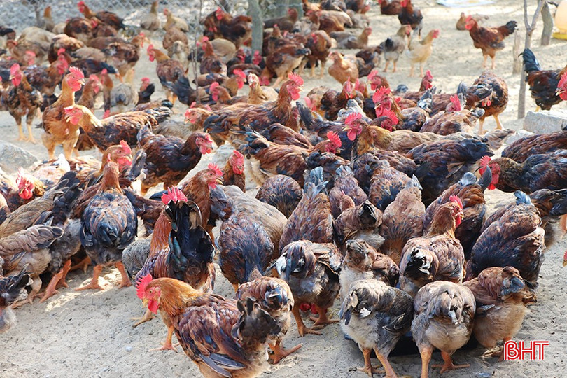 Chăn nuôi gà thả vườn trên cát là hướng phát triển kinh tế bền vững của xã Yên Hòa. 3174-9540.jpg