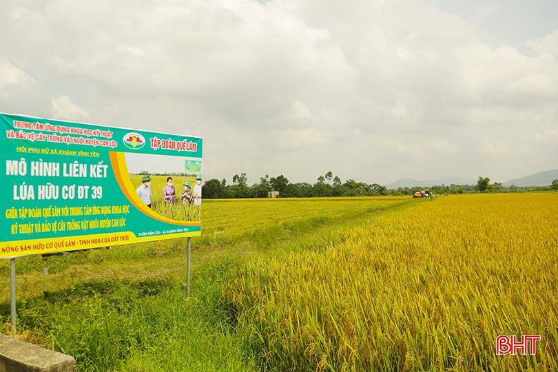 Vụ hè thu 2024, xã Khánh Vĩnh Yên sản xuất 5 ha lúa theo hướng hữu cơ, sử dụng giống DT39. 5.jpg