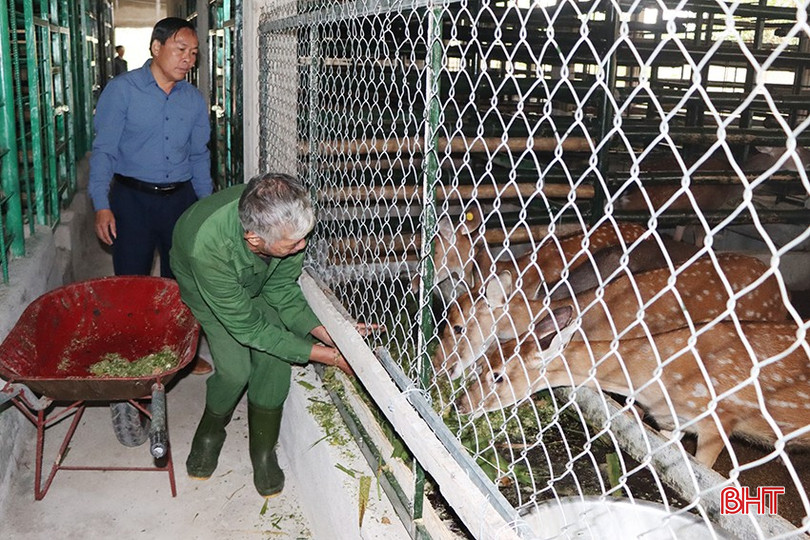Mỗi ngày, hươu sao chỉ cần cho ăn 2 bữa, thức ăn chủ yếu là cỏ voi. bqbht_br_5297.jpg