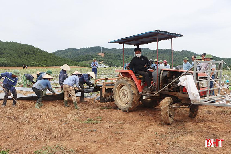 Vùng đất đồi ở xã Cẩm Quan thuận lợi đưa cơ giới hóa vào sản xuất dứa. 8962.jpg