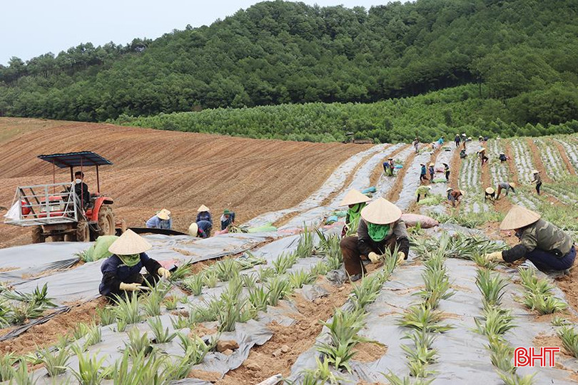 Gần 40 công nhân của Công ty CP Thực phẩm Xuất khẩu Đồng Giao tham gia trồng dứa ở xã Cẩm Quan. 8944.jpg