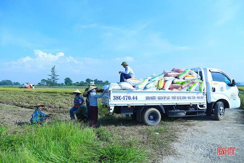 Người dân thôn Bình Quang, xã Cẩm Bình thu hoạch lúa hữu cơ ST25. bqbht_br_img-3771.jpg