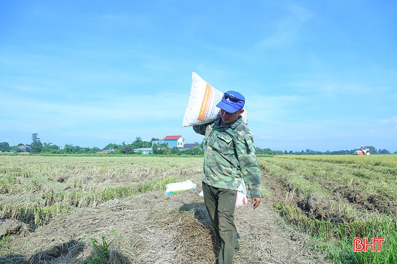 Nông dân Cẩm Bình rất vất vả để xây dựng vùng sản xuất lúa hữu cơ nhưng nay không tiếp tục duy trì sản xuất lúa ST25. bqbht_br_img-3759.jpg