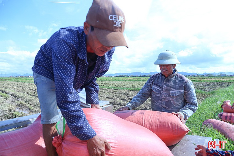 Ông Nguyễn Văn Hướng ở thôn Hưng Lộc, xã Thiên Cầm buồn rầu vì lúa hè thu rớt giá. bqbht_br_img-9614.jpg