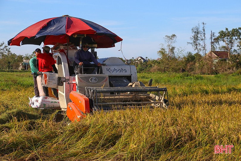 Các cánh đồng vào vụ thu hoạch nhưng giá lúa giảm sâu. bqbht_br_img-9923.jpg