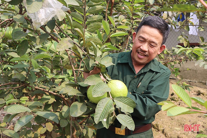 Vườn mẫu của ông Đậu Văn Phùng đạt chuẩn vào năm 2012, hiện nay vẫn cho thu nhập khá từ cây ăn quả. bqbht_br_0078.jpg