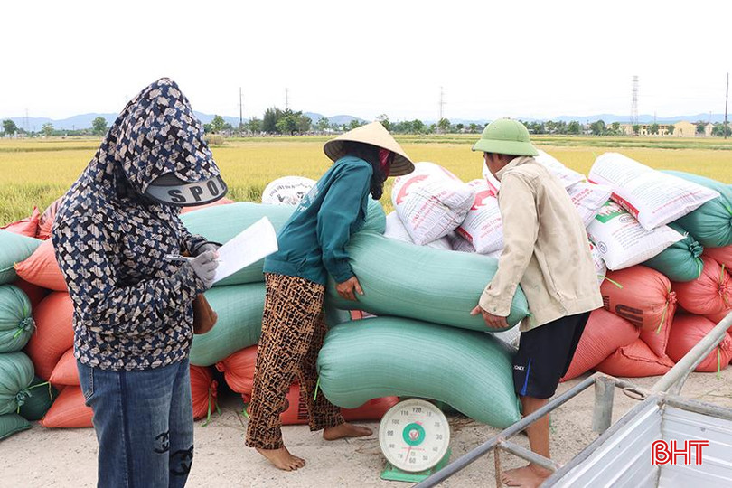 Chị Nguyễn Thị Duyên thu mua lúa tươi trên địa bàn huyện Cẩm Xuyên. 4.jpg