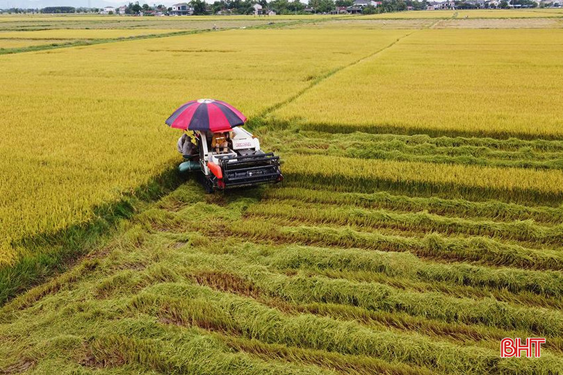 Thu hoạch lúa hè thu ở xã Cẩm Thành. 1.jpg