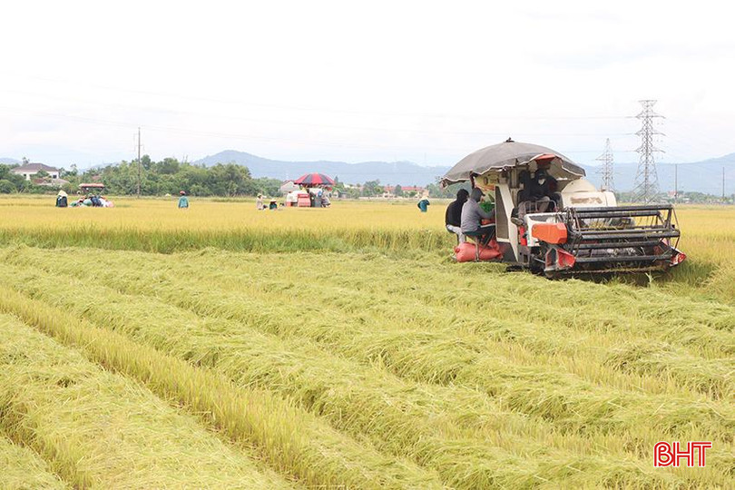 Nông dân huyện Cẩm Xuyên hối hả thu hoạch lúa hè thu. 3.jpg