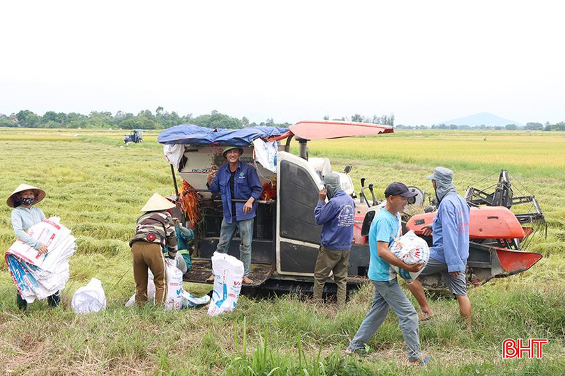 Gia đình chị Nguyễn Thị Hoa ở thôn 3, xã Cẩm Quang thu hoạch lúa hè thu. 2.jpg