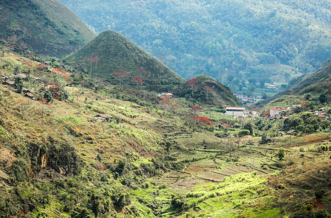 Tháng 3, hoa gạo nhuộm đỏ cực Bắc Tổ quốc