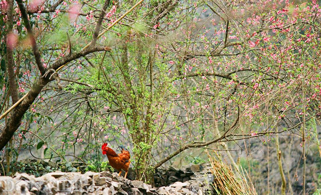 Ngắm hoa đào nở muộn tuyệt đẹp trên cao nguyên đá Đồng Văn