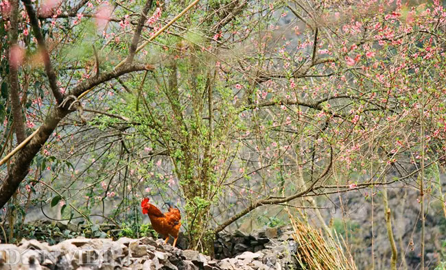 Ngắm hoa đào nở muộn tuyệt đẹp trên cao nguyên đá Đồng Văn
