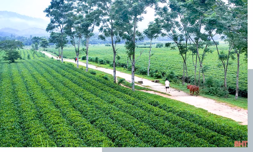 Chuyện từ những đồi chè VietGAP ở Hà Tĩnh
