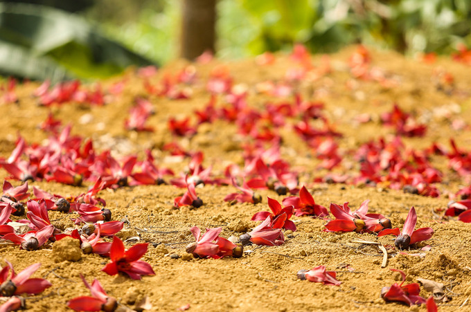 Tháng 3, hoa gạo nhuộm đỏ cực Bắc Tổ quốc