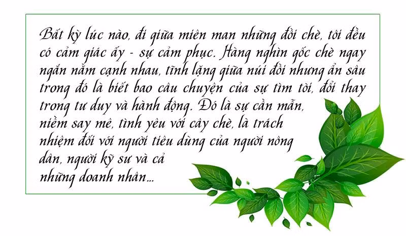 Chuyện từ những đồi chè VietGAP ở Hà Tĩnh