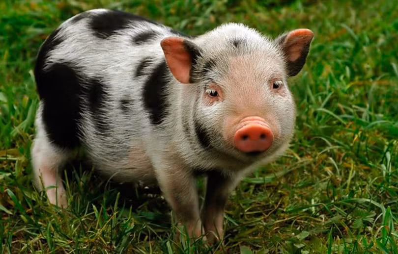 Tăng cường kiểm soát buôn bán, vận chuyển lợn cảnh bất hợp pháp