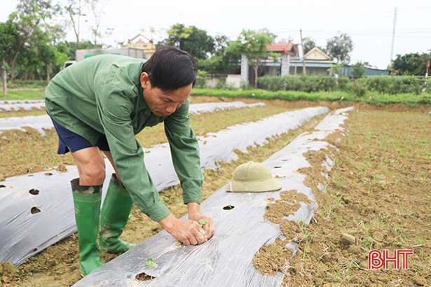 Đưa dưa hấu thành sản phẩm hàng hóa đặc trưng ở Cẩm Bình