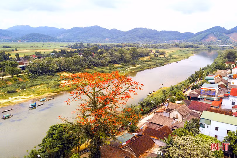 Vẻ đẹp của những cây hoa gạo còn sót lại ở miền sơn cước Hà Tĩnh