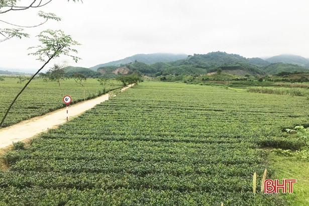 Hà Tĩnh thu hơn 110 tỷ đồng từ 2.461 ha chè thương phẩm