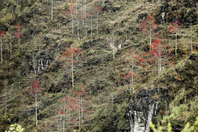 Tháng 3, hoa gạo nhuộm đỏ cực Bắc Tổ quốc