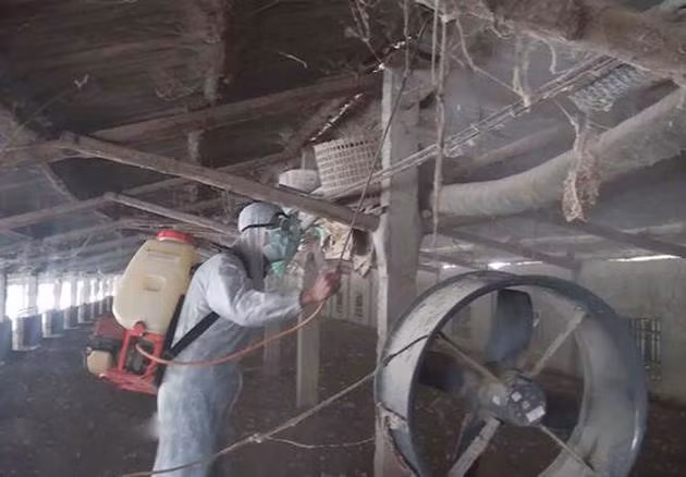 Dịch tả lợn châu Phi lan đến Nghệ An