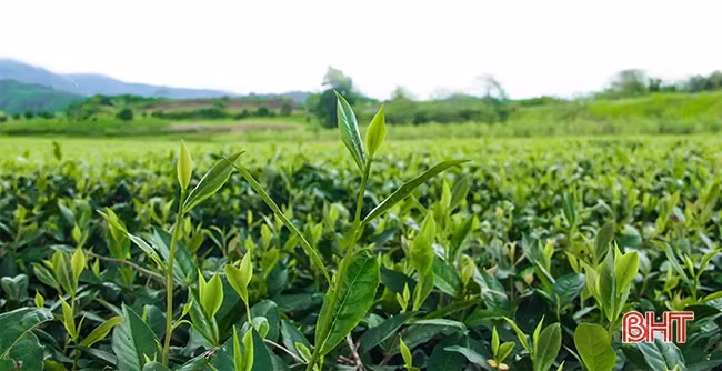 Chuyện từ những đồi chè VietGAP ở Hà Tĩnh