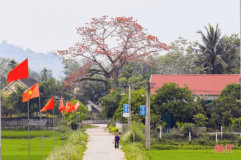 Vẻ đẹp của những cây hoa gạo còn sót lại ở miền sơn cước Hà Tĩnh