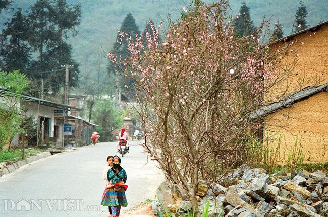 Ngắm hoa đào nở muộn tuyệt đẹp trên cao nguyên đá Đồng Văn