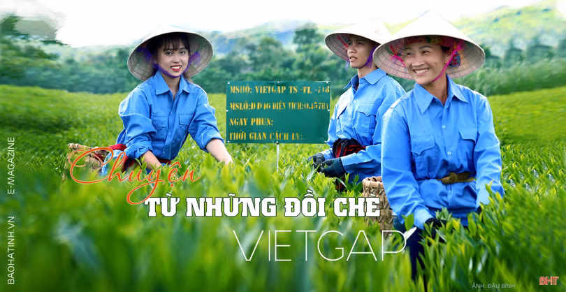 Chuyện từ những đồi chè VietGAP ở Hà Tĩnh