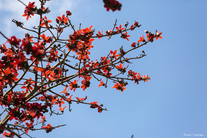 Tháng 3, hoa gạo nhuộm đỏ cực Bắc Tổ quốc