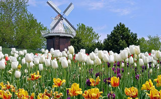 Vòng quanh thế giới ngắm những vườn tulip vạn người mê