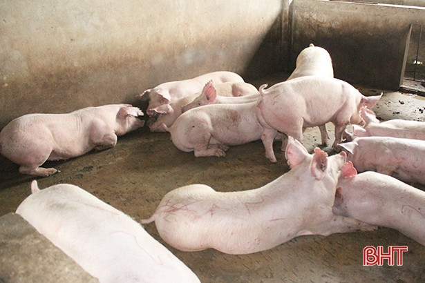 TP Hà Tĩnh cấp hơn 150 lít hoá chất phòng dịch bệnh tả lợn Châu Phi