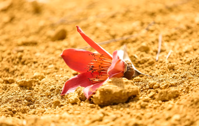 Tháng 3, hoa gạo nhuộm đỏ cực Bắc Tổ quốc