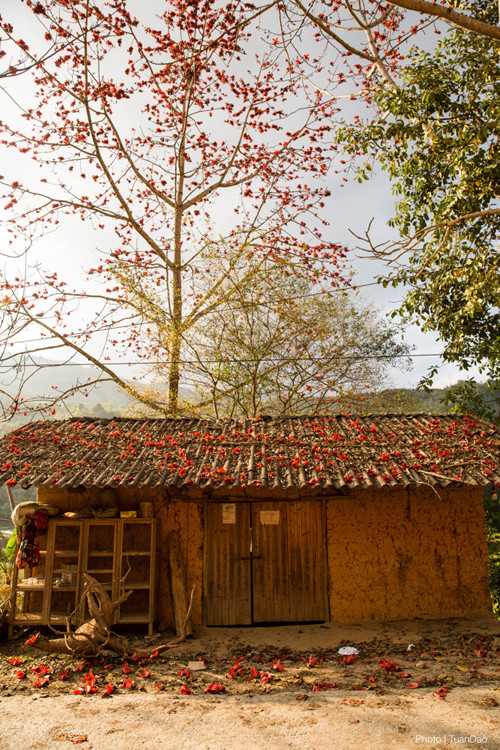 Tháng 3, hoa gạo nhuộm đỏ cực Bắc Tổ quốc