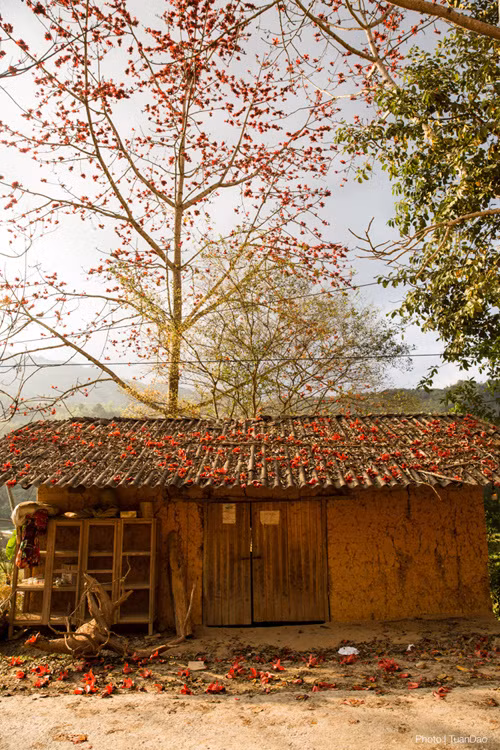 Tháng 3, hoa gạo nhuộm đỏ cực Bắc Tổ quốc